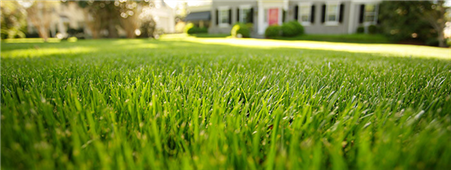 Tips to maintain a spring lawn in Wyoming,MN