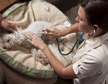7 Important Reasons You May Or May Not Be A Vet Tech in New York,NY