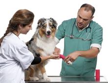 Important Differences Between A Vet Assistant And Vet Technician in New York,NY