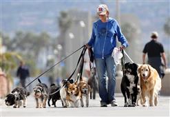 Everything To Know About Choice Of A Dog Walker / Pet Sitter in New York,NY