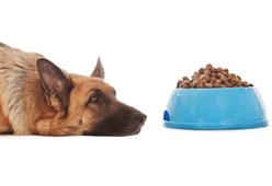  How Can You Know That Your Dog Is Depressed in New York,NY