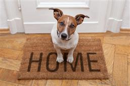 How to create a safe environment for your Dog in San Jose,CA