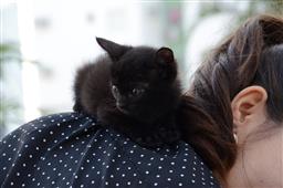 How to Prevent Your Pet Getting Stressed This Summer in New York,NY