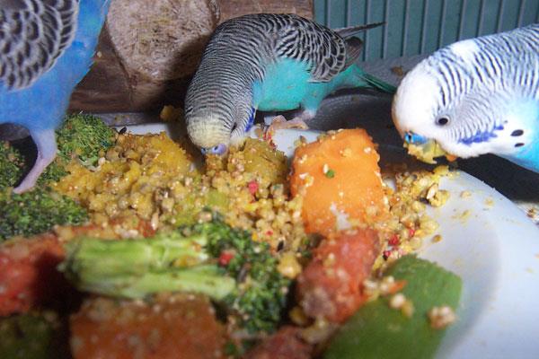What are some tips for caring for pet budgies?